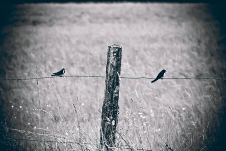 Swallows forest field