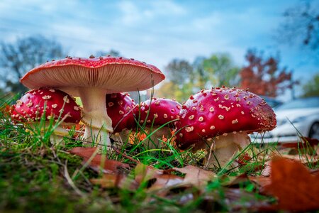 Forest nature red photo