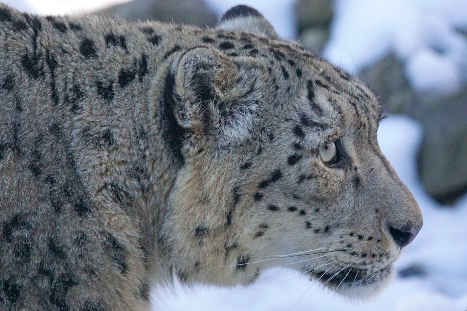 Snow portrait animals photo