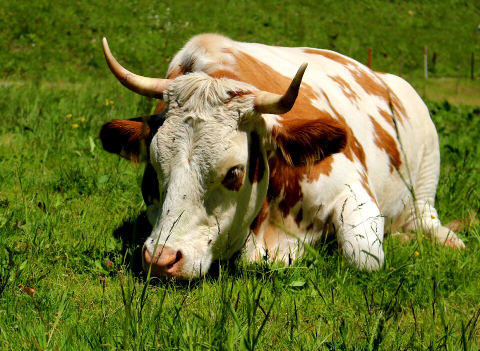 Animal pasture agriculture