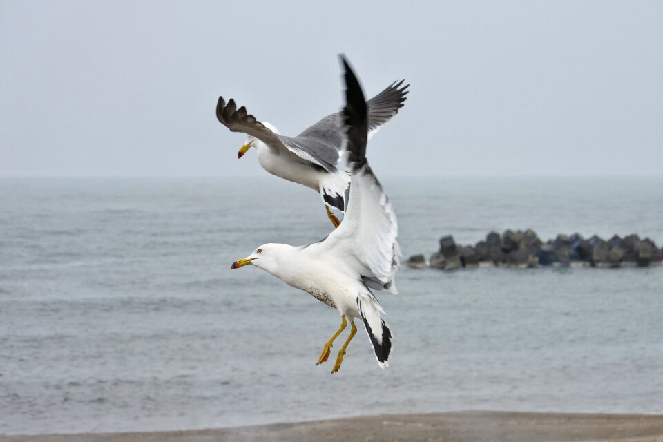 Sea gull seagull seabird