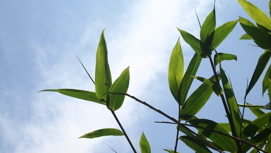 Bamboo leaves blue day sky