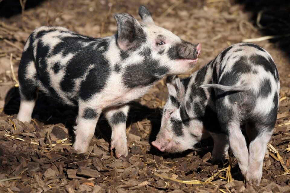 Robust frugal domestic pig