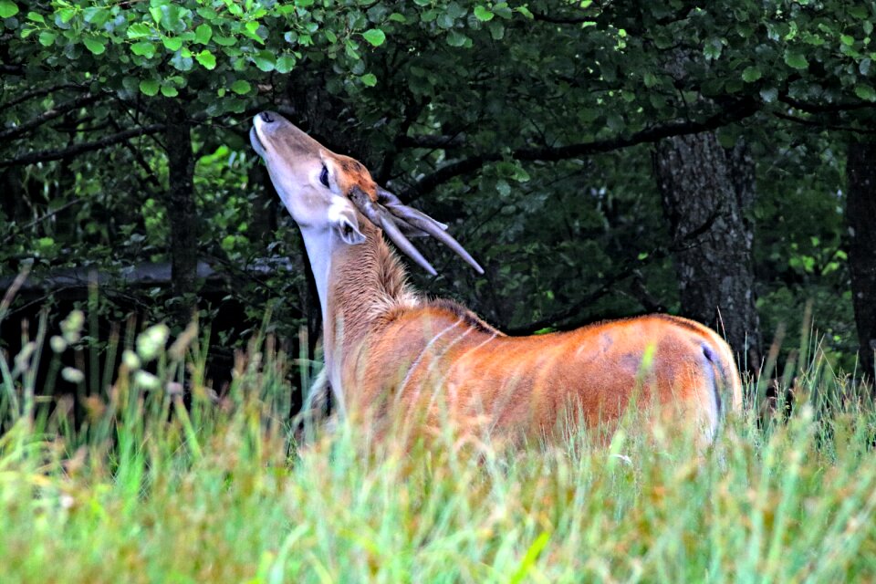 Wildlife animal mammal photo