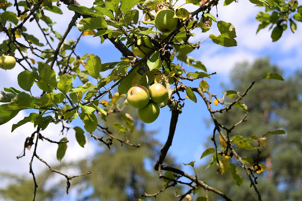Branch leaves kernobstgewaechs