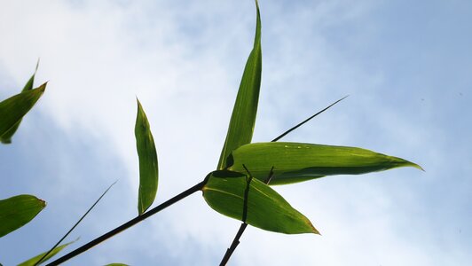 Bamboo leaves blue day sky
