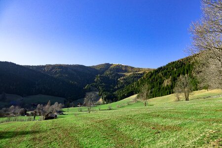 Meadow forest nature
