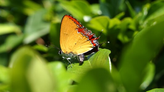 Butterfly yellow Free photos