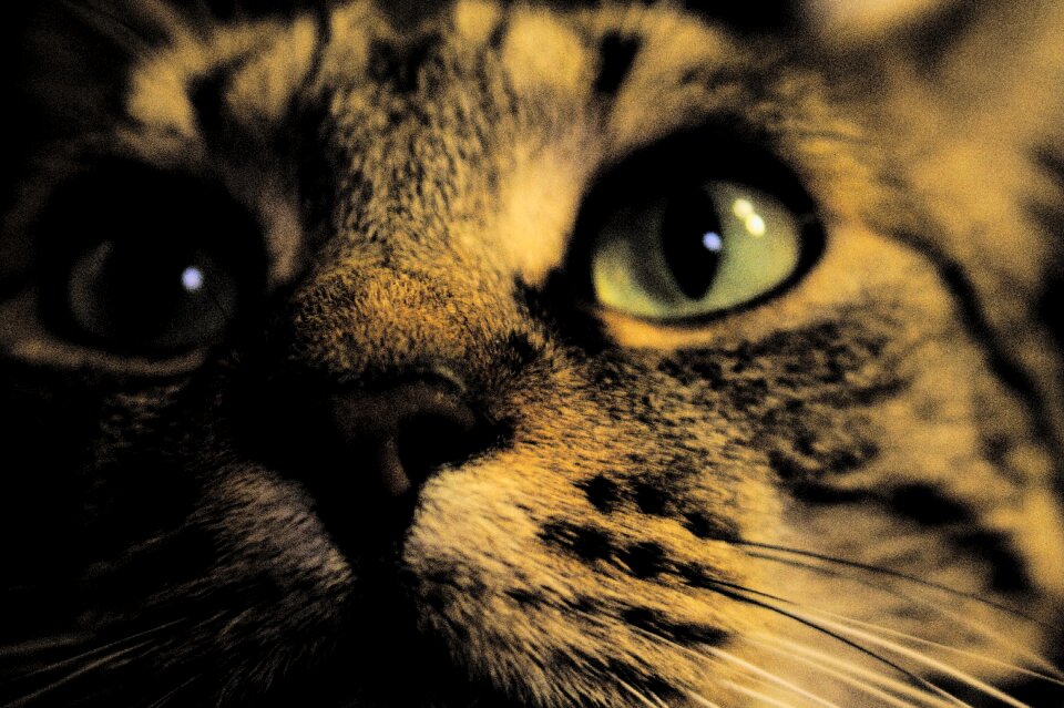 Rodeur night fell night cat