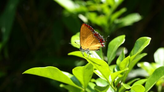 Light transmittance foliage natural
