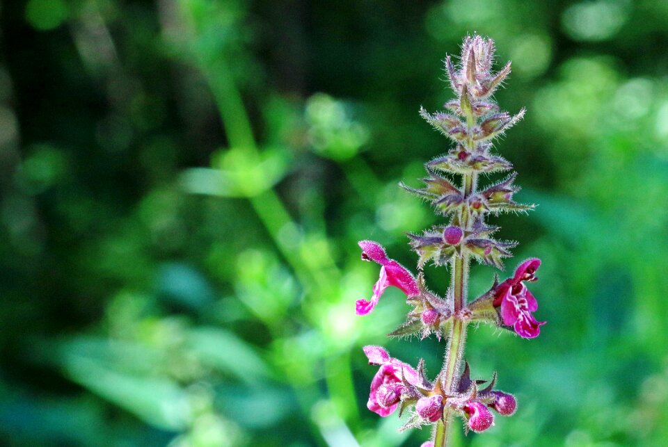 Purple wild plant blossom