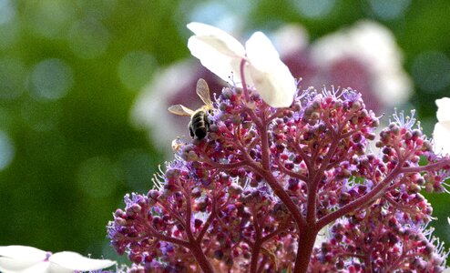 Bee garden summer photo