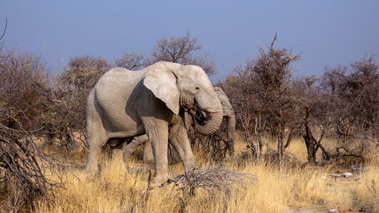 Drought animals africa