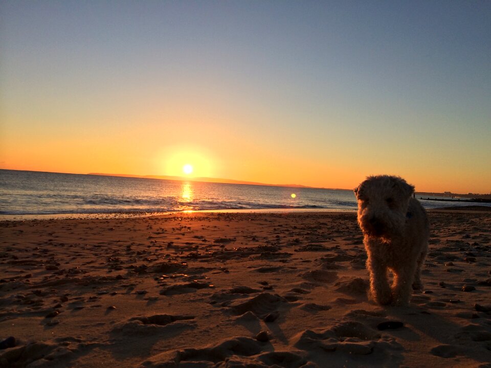 Lakeland terrier beach