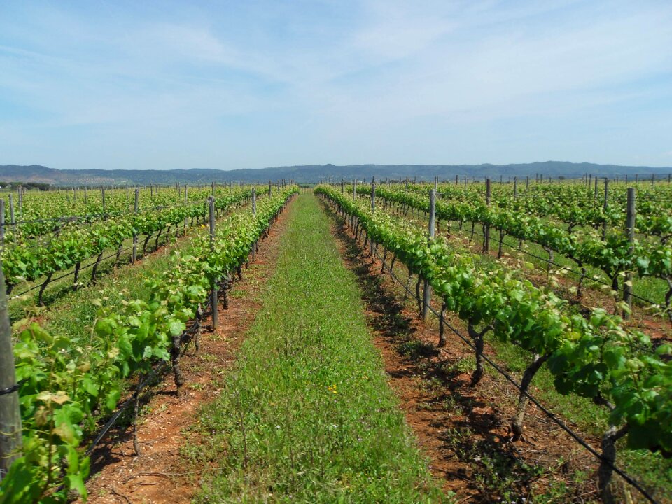 Vineyard wine alentejo