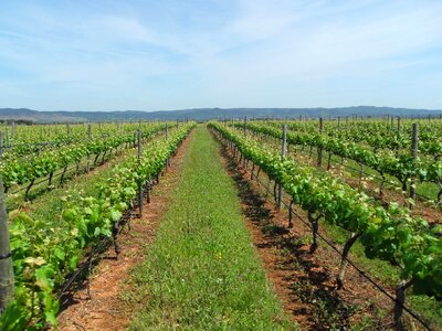 Vineyard wine alentejo photo