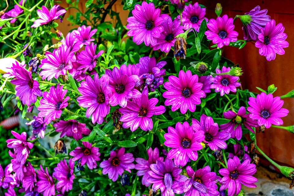 Flower purple flowers green