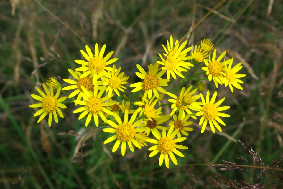 Meadow forest yellow flower