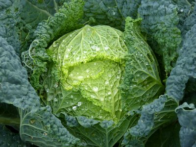 Vegetables vegetable cabbage leaves photo