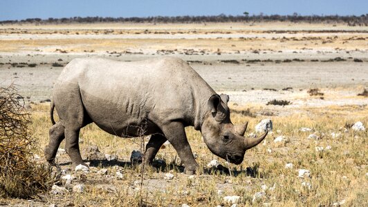 Safari africa botswana photo