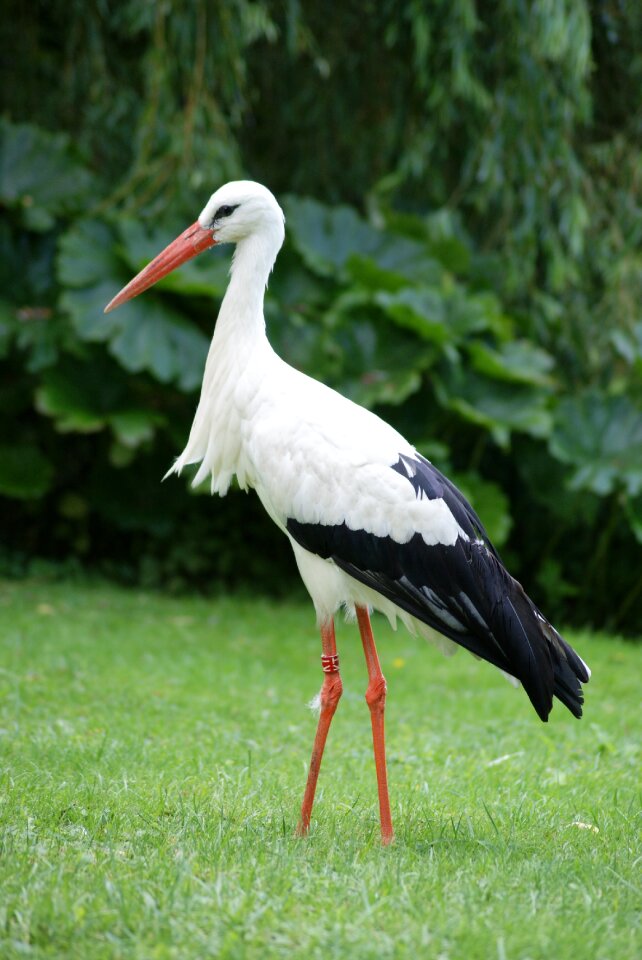 Beak nature feathers