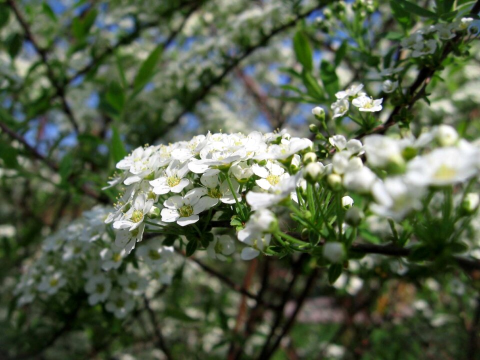 Shrub garden in bloom flowers