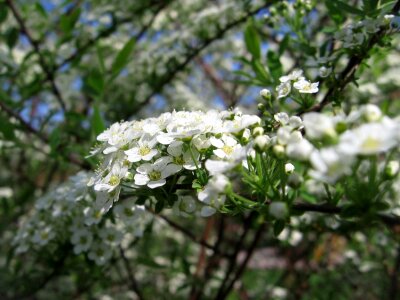 Shrub garden in bloom flowers