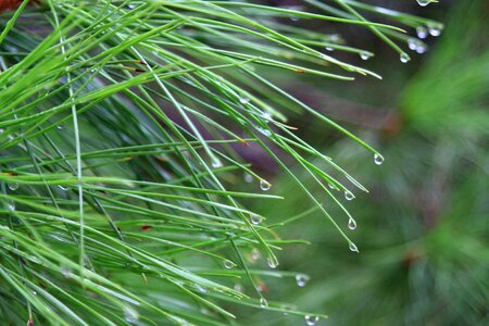 Pine vrohi drops