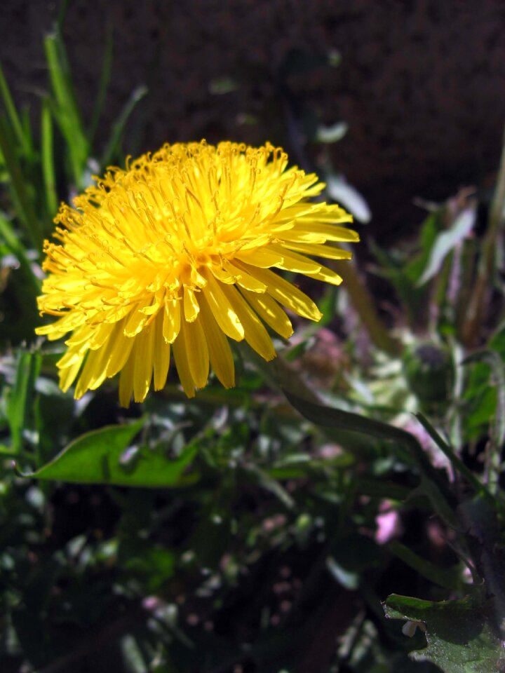 Spring nature yellow
