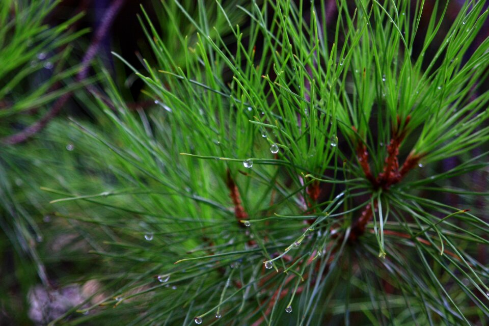 Leaves needles photomacrography