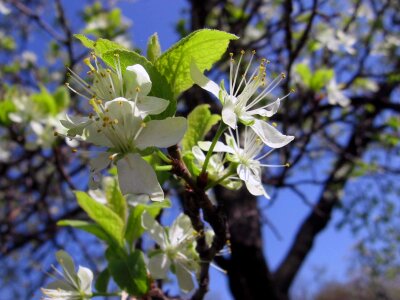 Apricot spring white photo