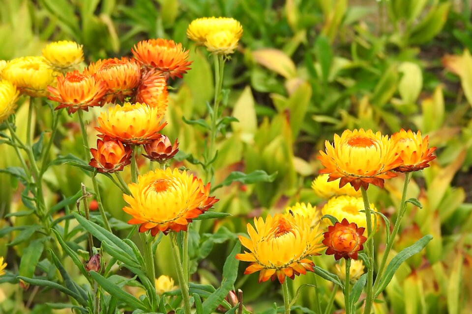 Helichrysum yellow orange filled