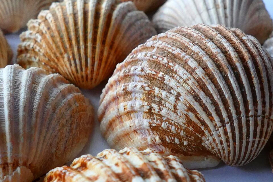 Ocean sea shells beach photo