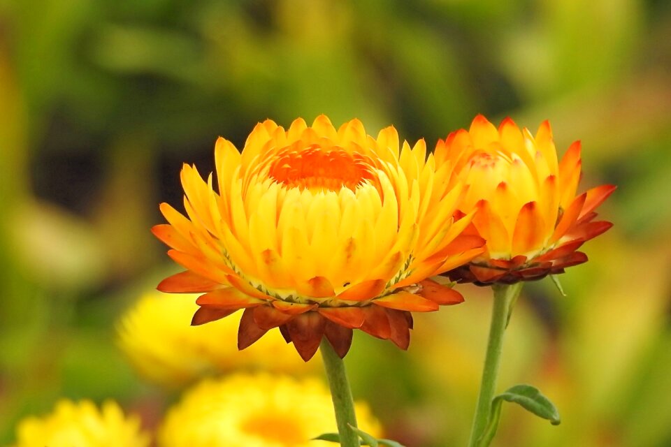 Helichrysum yellow orange filled