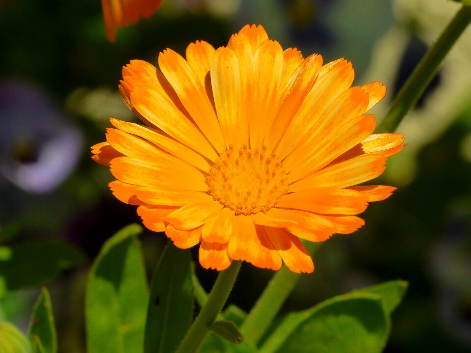 Medicinal plant naturopathy calendula officinalis