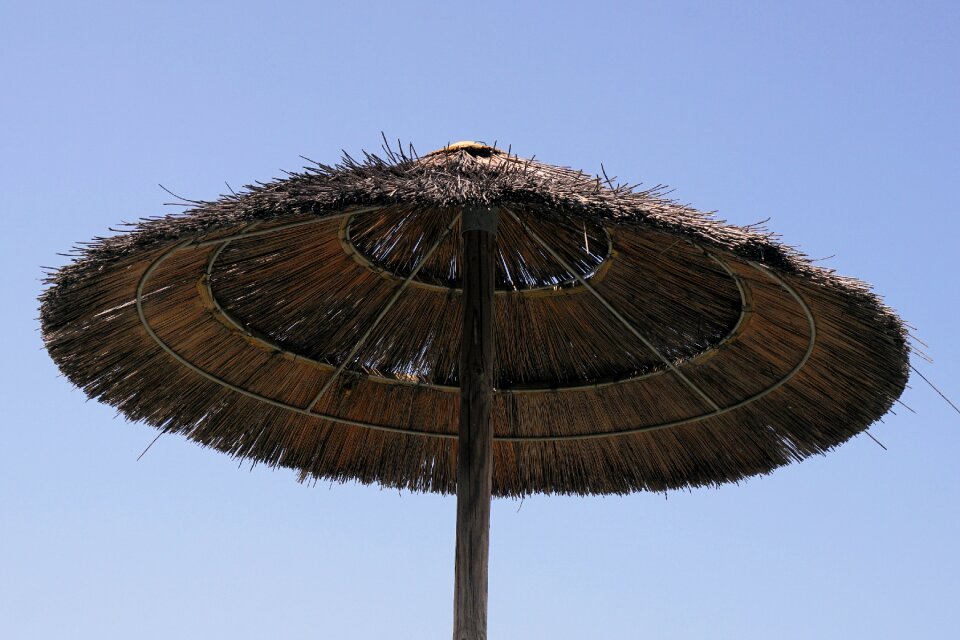 Sunlight light shade tree