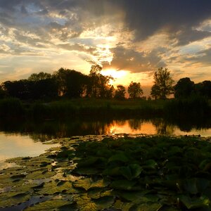Wildlife nature england