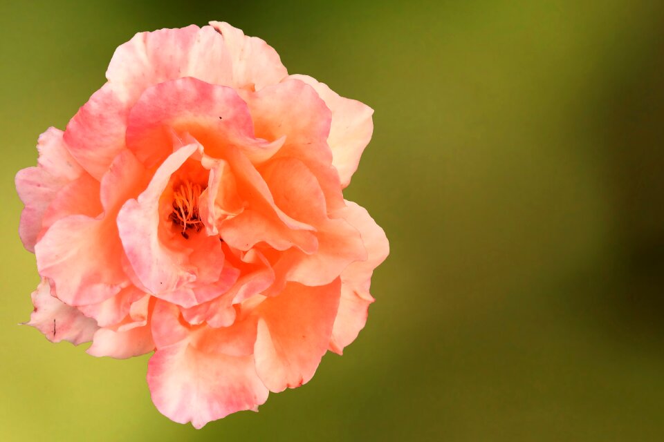 Salmon orange rose rose blooms