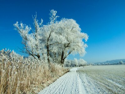 Tree trees way photo