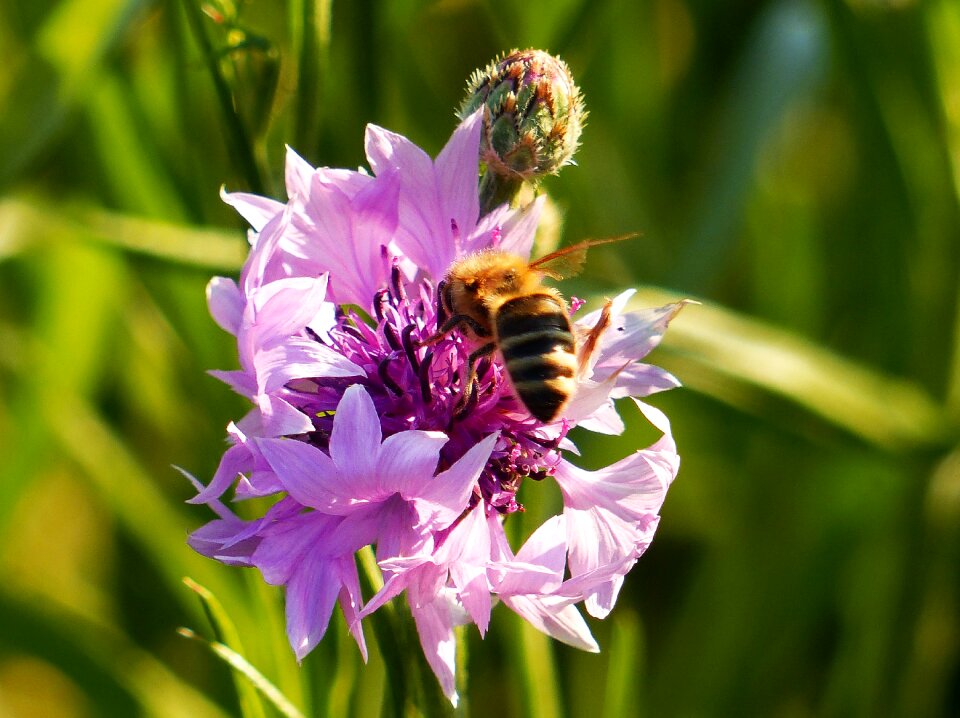 Purple meadow wild flowers