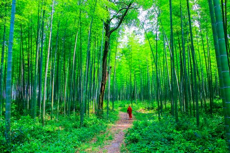 Bamboo forest bamboo monk