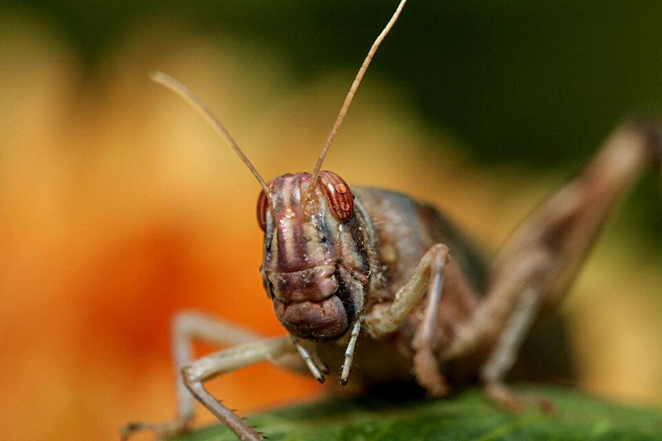 Summer insect zoo
