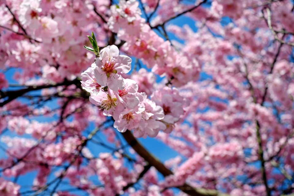 Tree flower tree spring