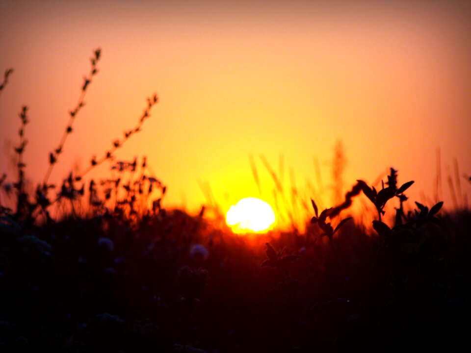 Steppe field flowers