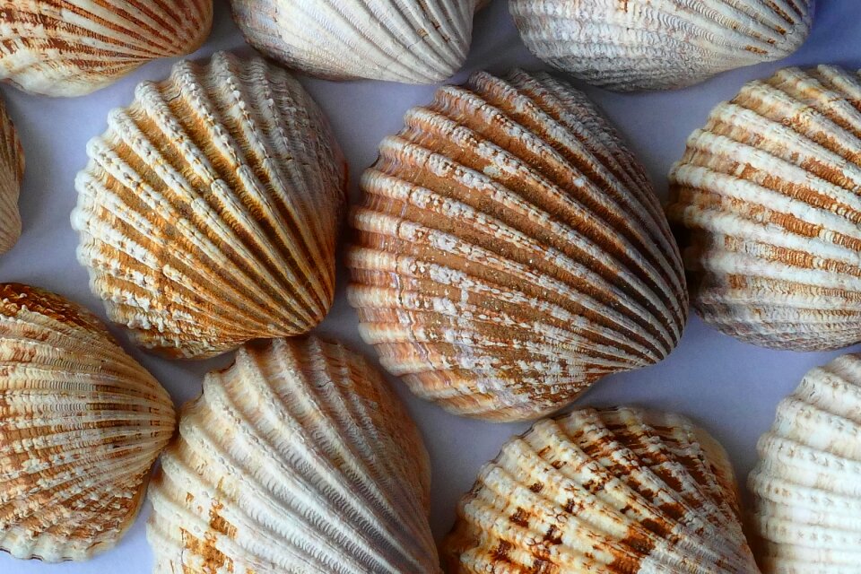 Ocean sea shells beach photo