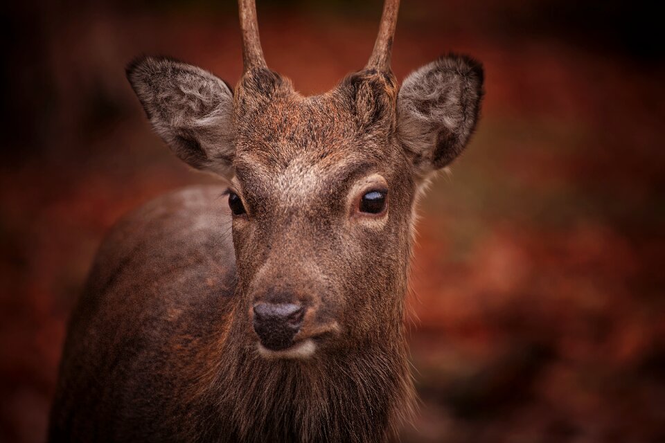 Fallow deer forest wild