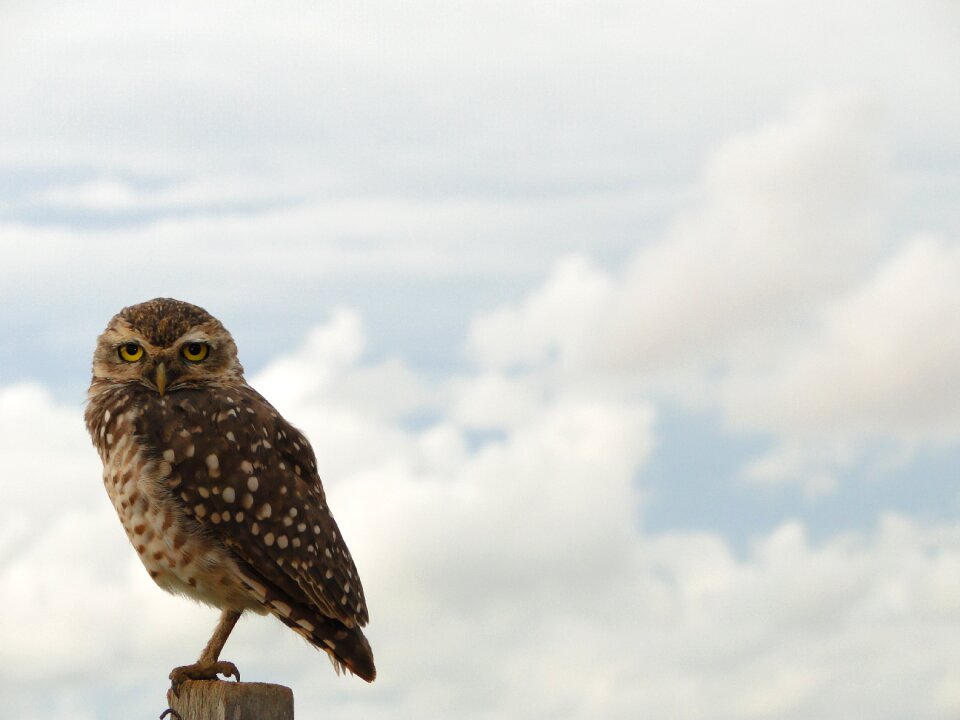 Owl bird Free photos