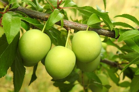 Branch fruit immature