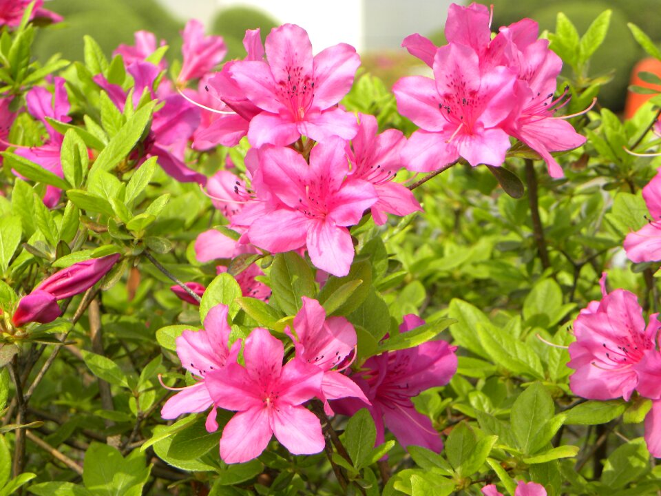 Azalea flowers spring