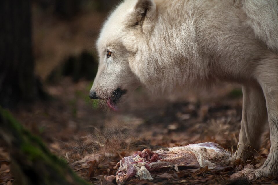 White fur public record